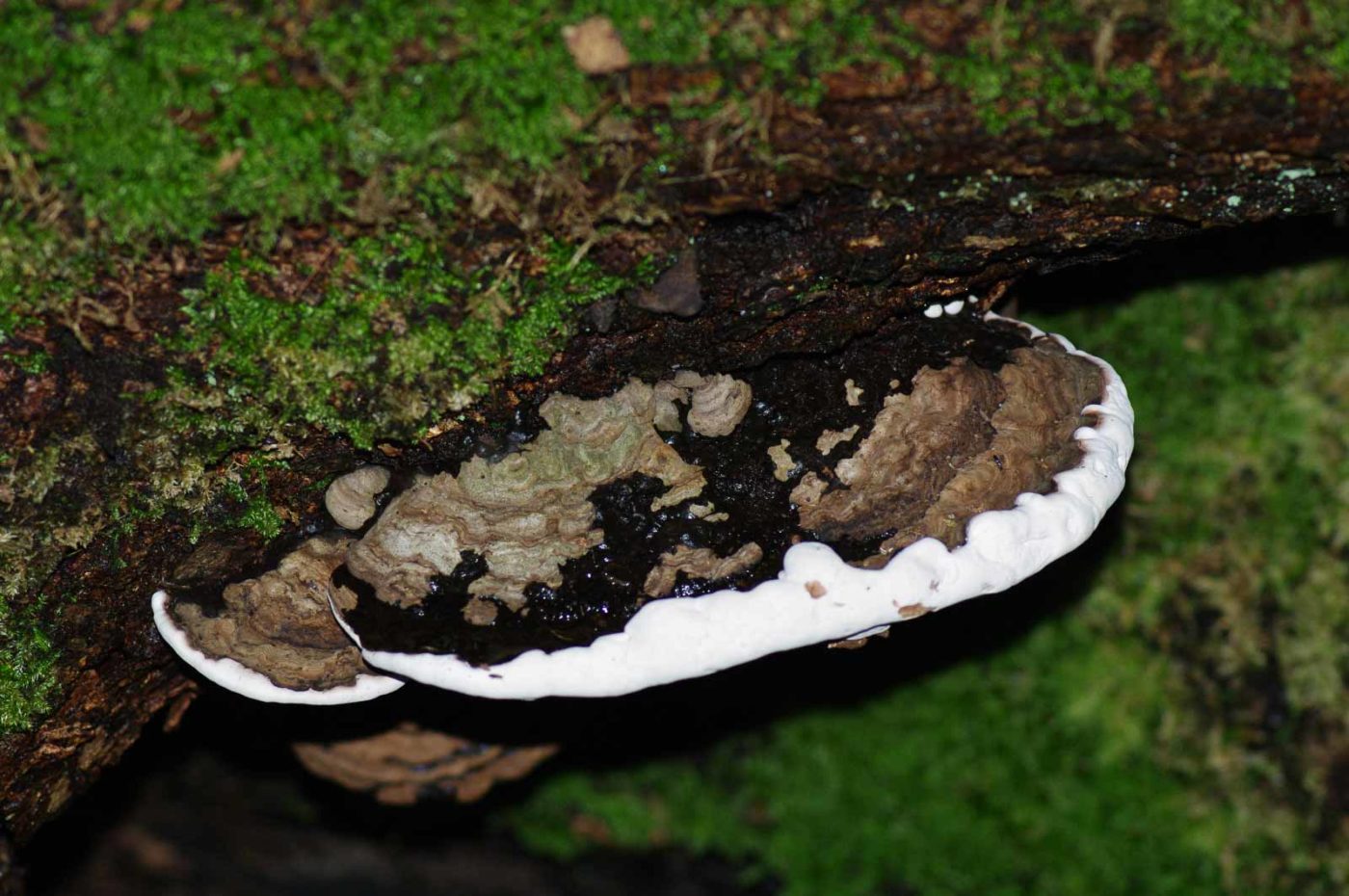 2016-07-03 - NSG Langeloh Herne