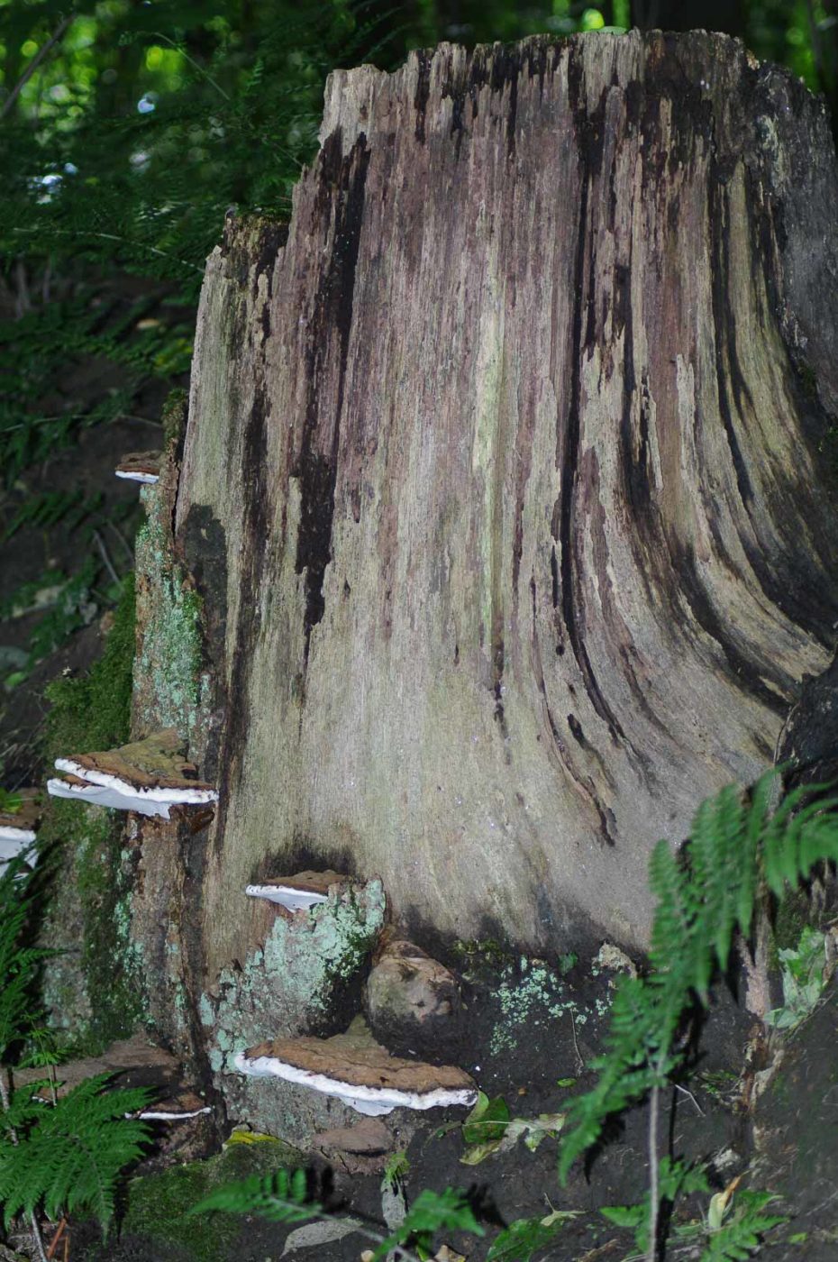 2016-07-03 - NSG Langeloh Herne