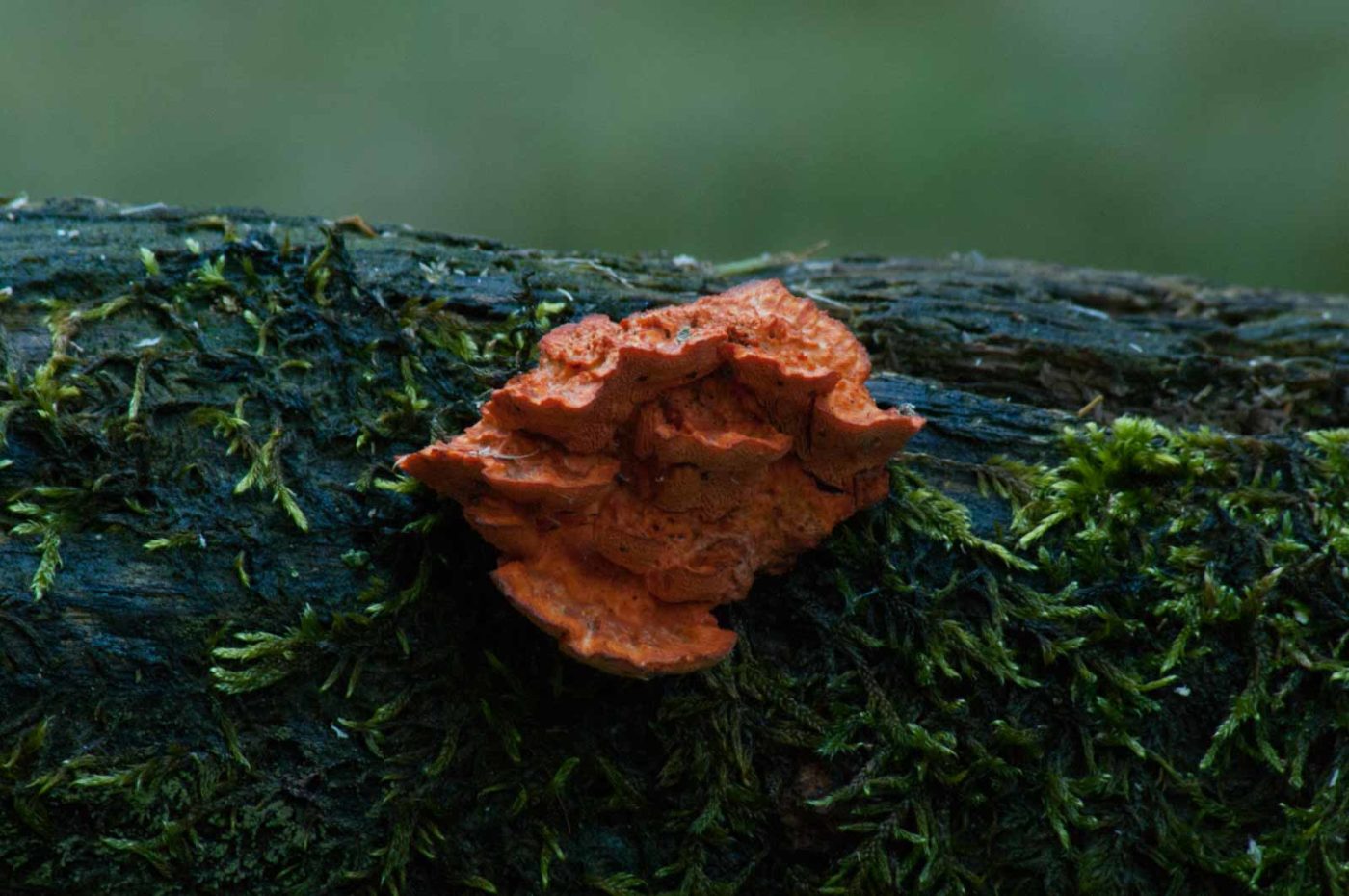 2016-07-03 - NSG Langeloh Herne