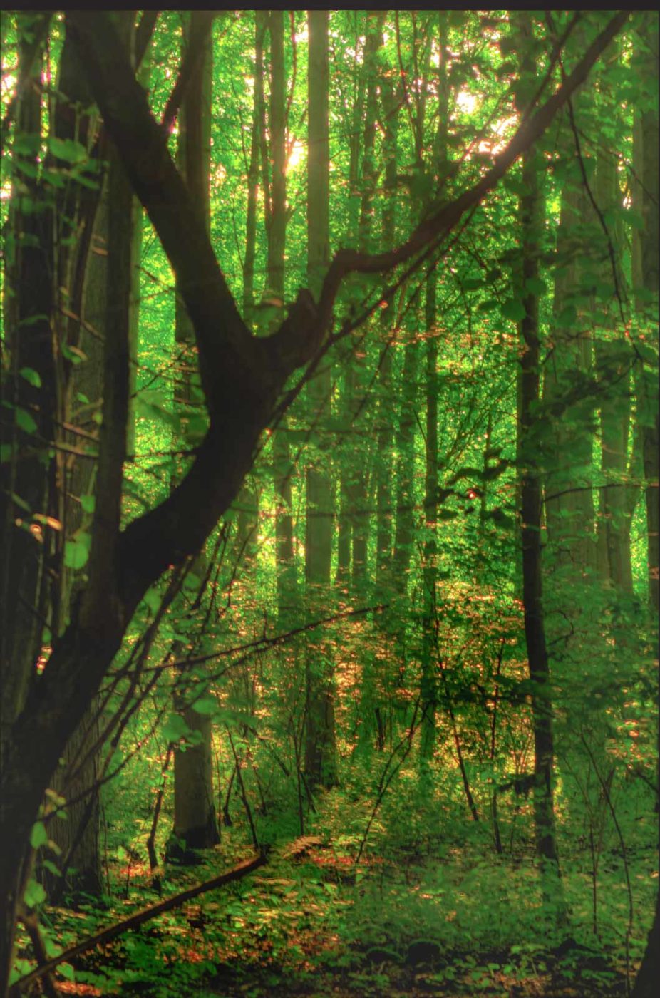 2016-07-03 - NSG Langeloh Herne