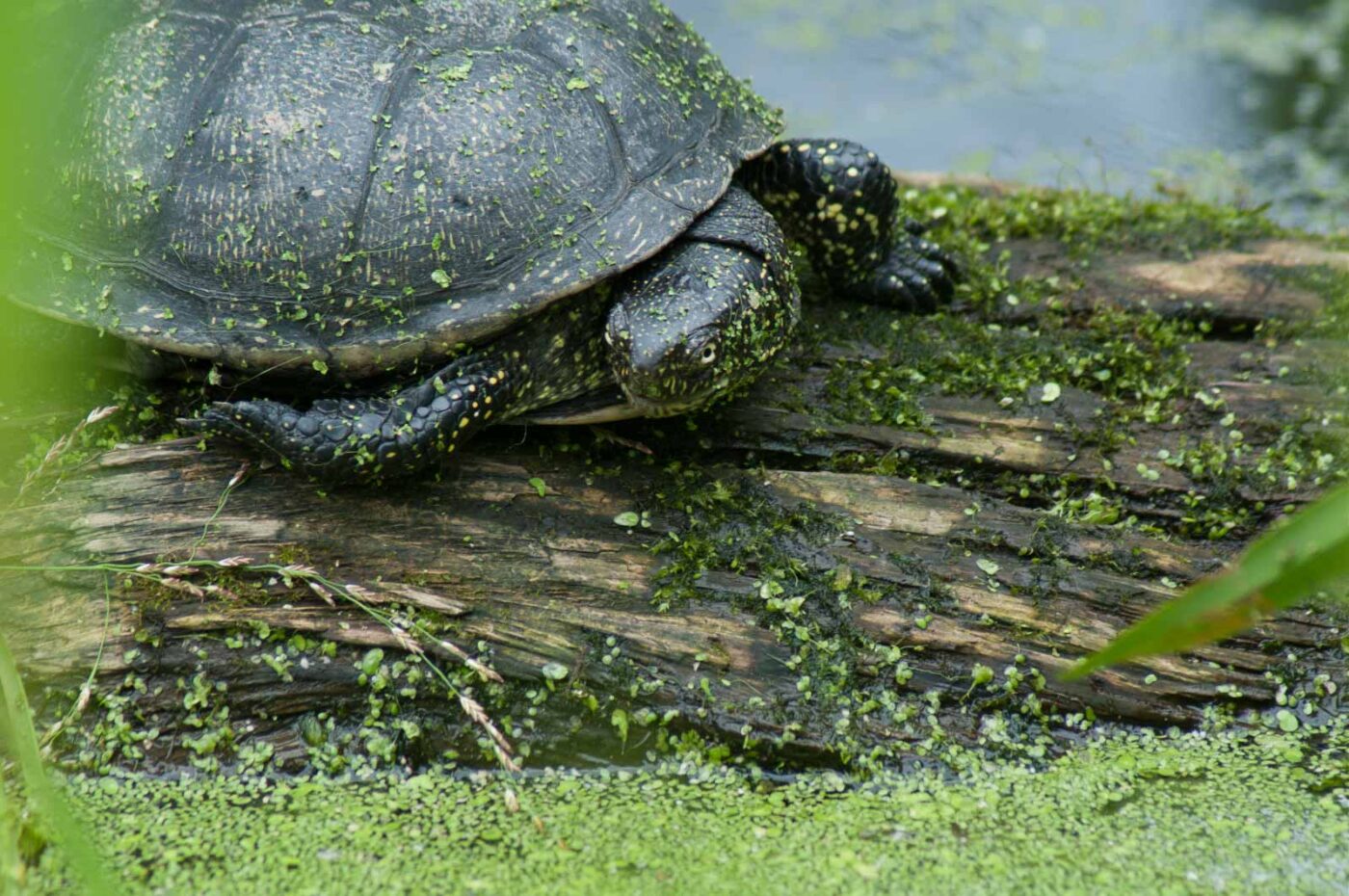 2016-07-04 - TuF Bochum