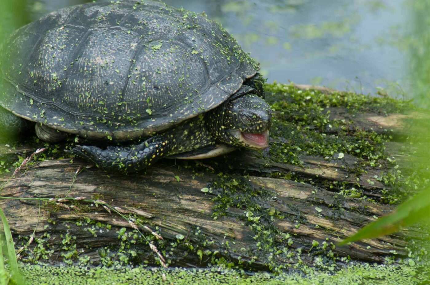 2016-07-04 - TuF Bochum