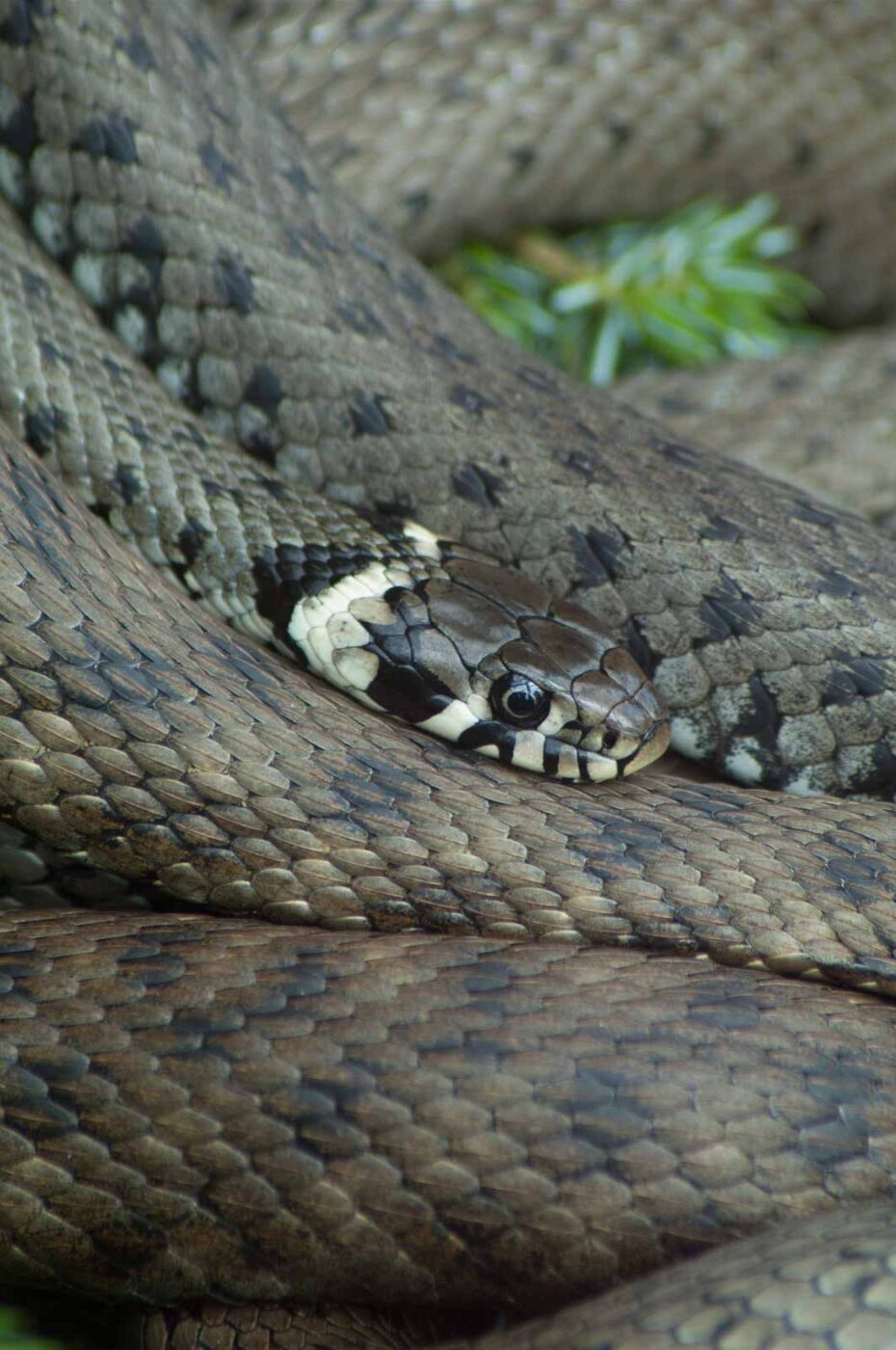 2016-07-04 - TuF Bochum