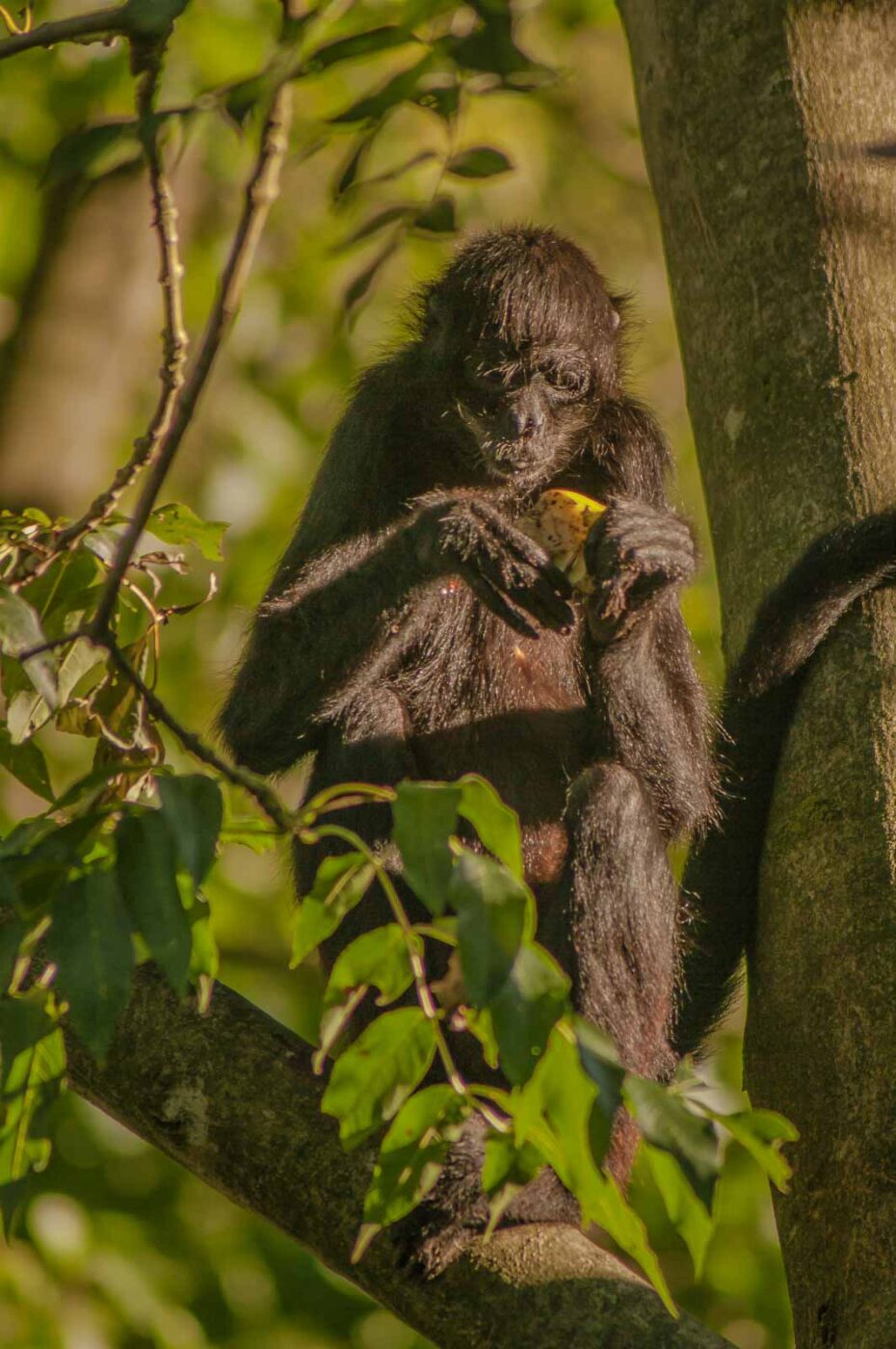 2016-08-17 - Zoo Osnabrück