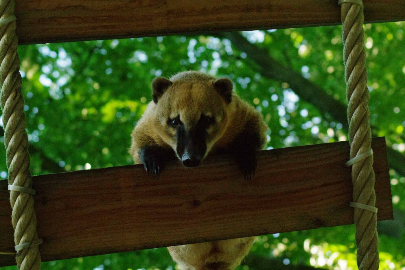 2016-08-17 - Zoo Osnabrück
