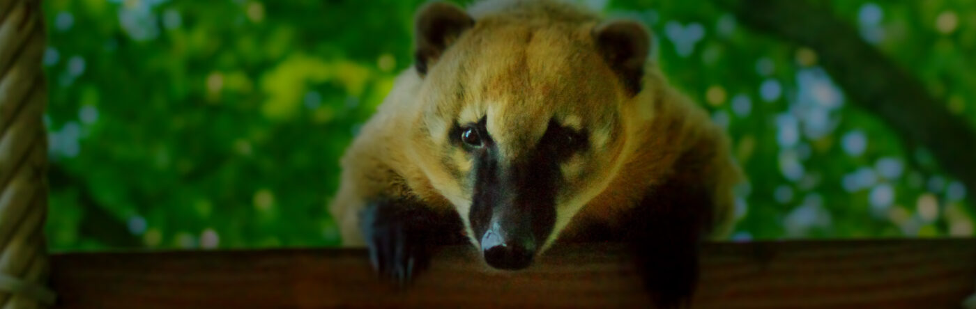 2016-08-17 - Zoo Osnabrück