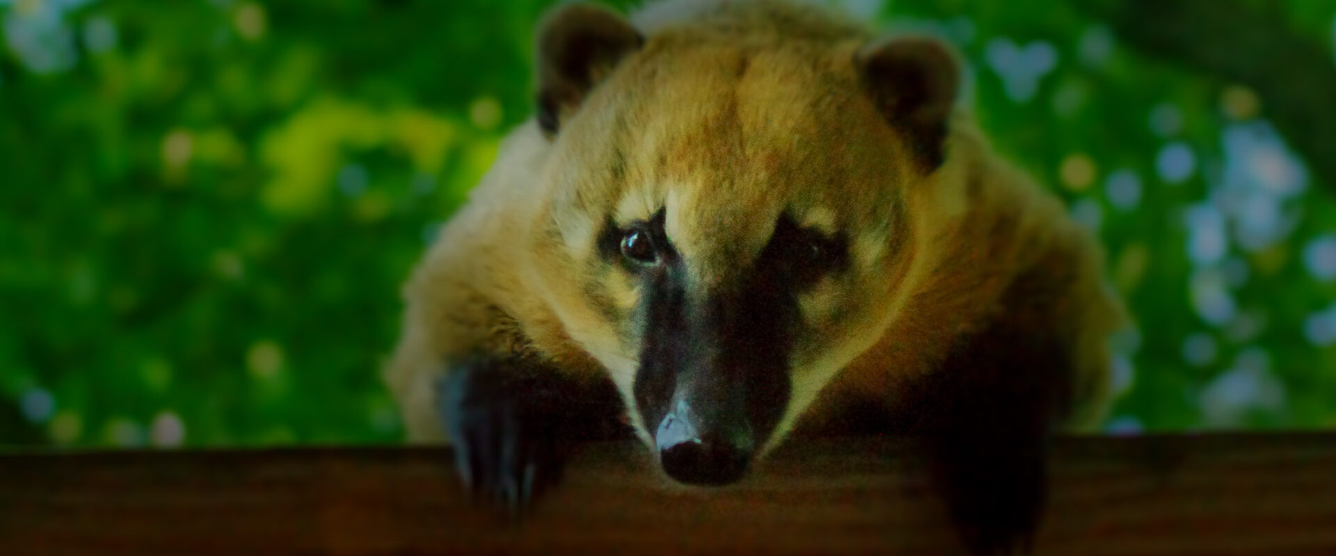 °zoo osnabrück°