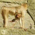 2016-08-17 - Zoo Osnabrück