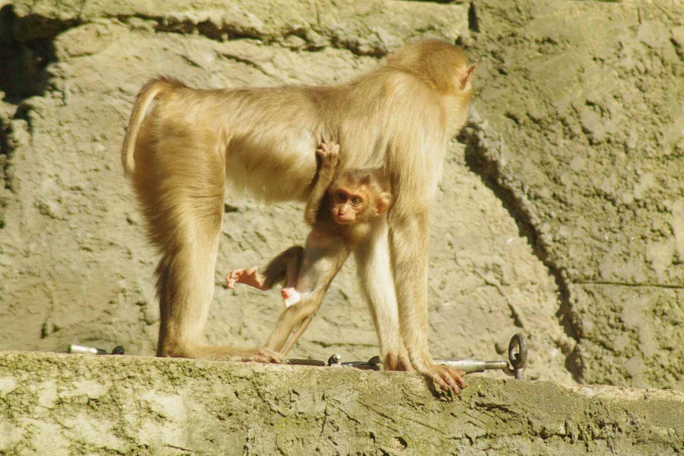 2016-08-17 - Zoo Osnabrück