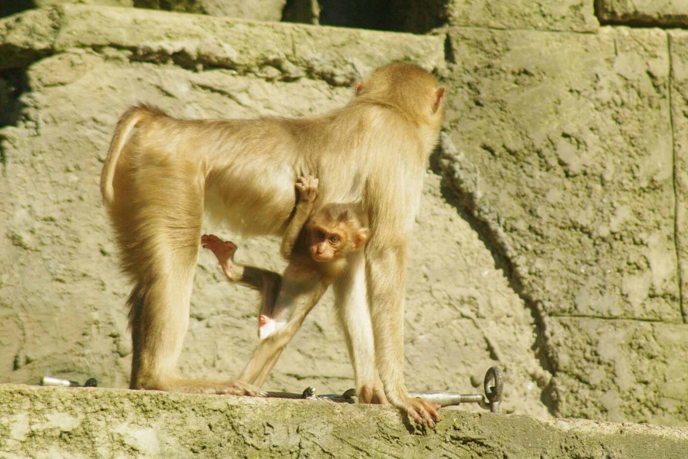 2016-08-17 - Zoo Osnabrück