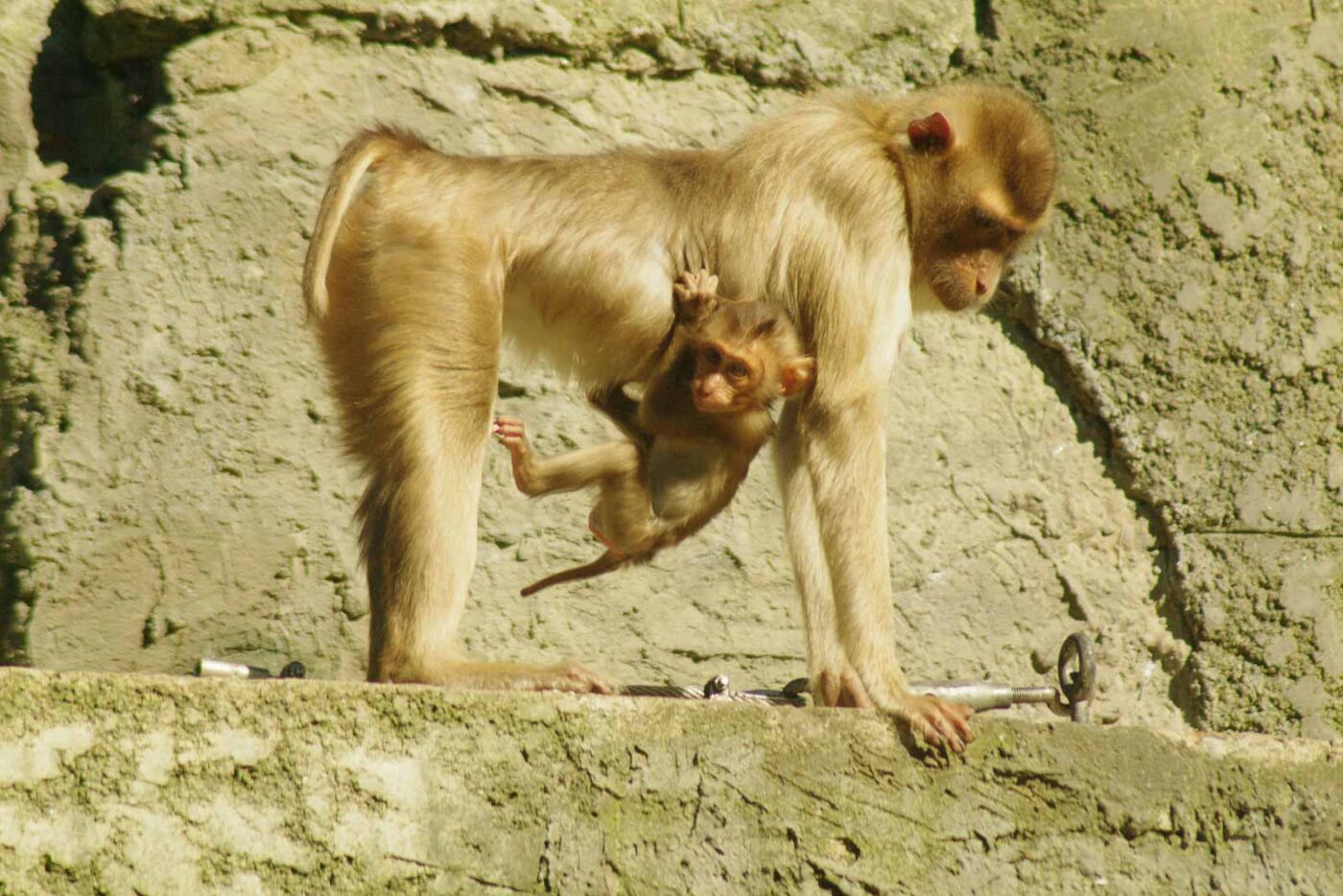 2016-08-17 - Zoo Osnabrück