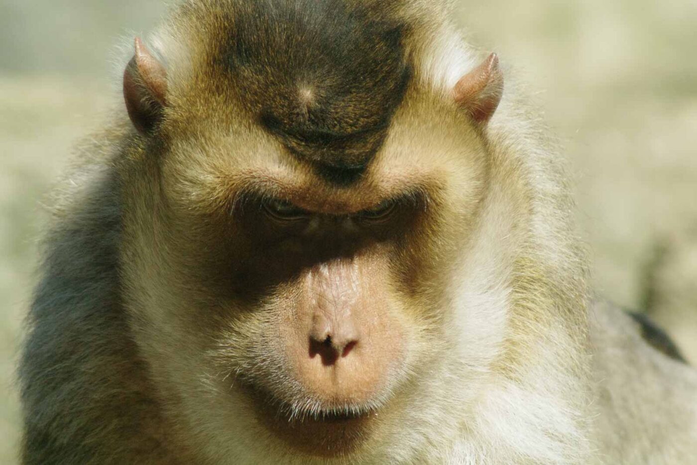 2016-08-17 - Zoo Osnabrück