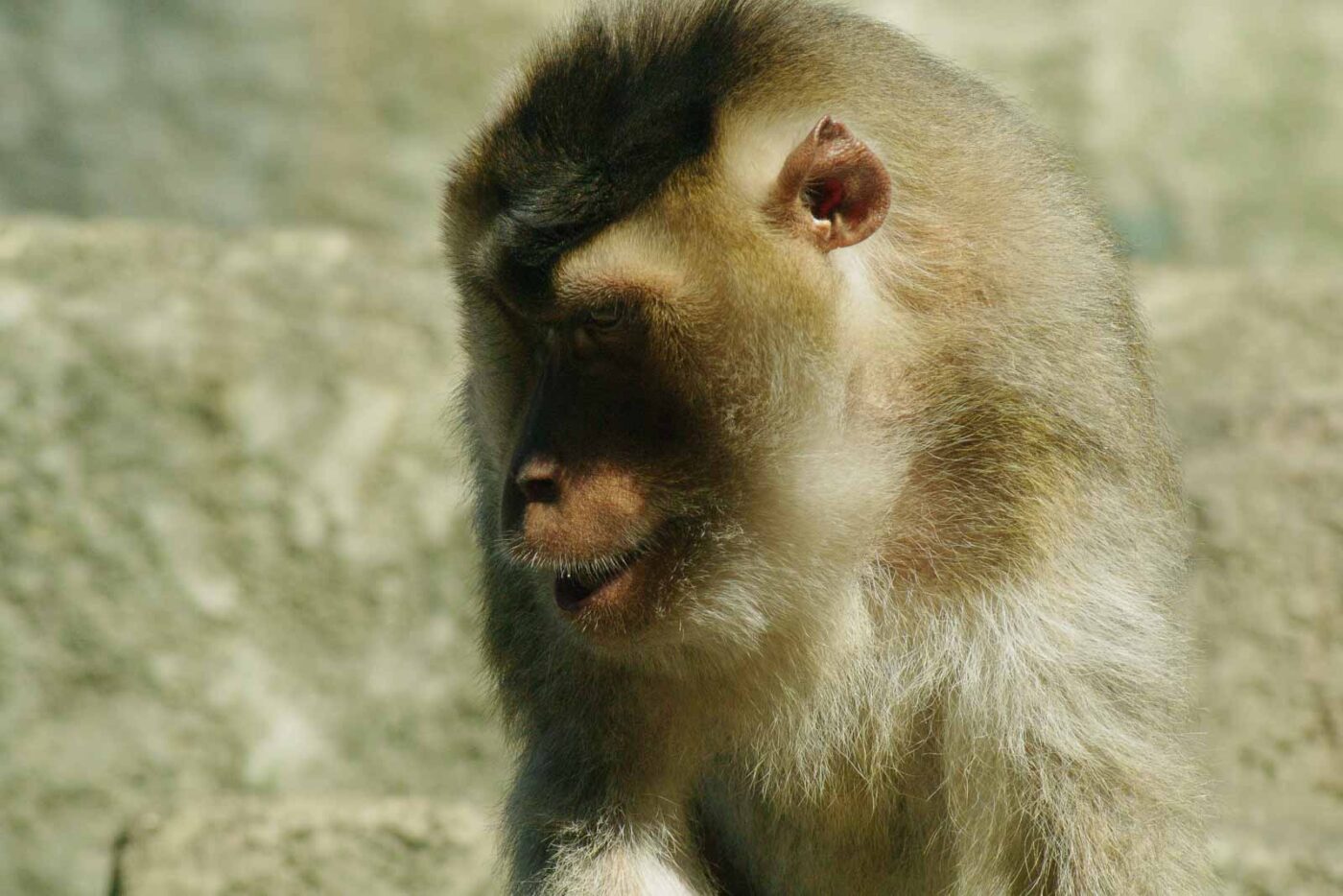 2016-08-17 - Zoo Osnabrück