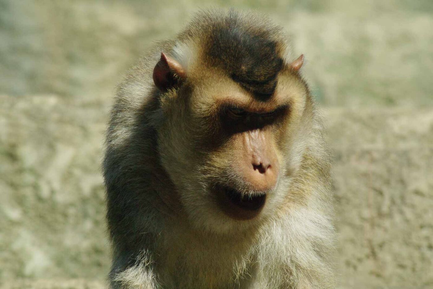 2016-08-17 - Zoo Osnabrück