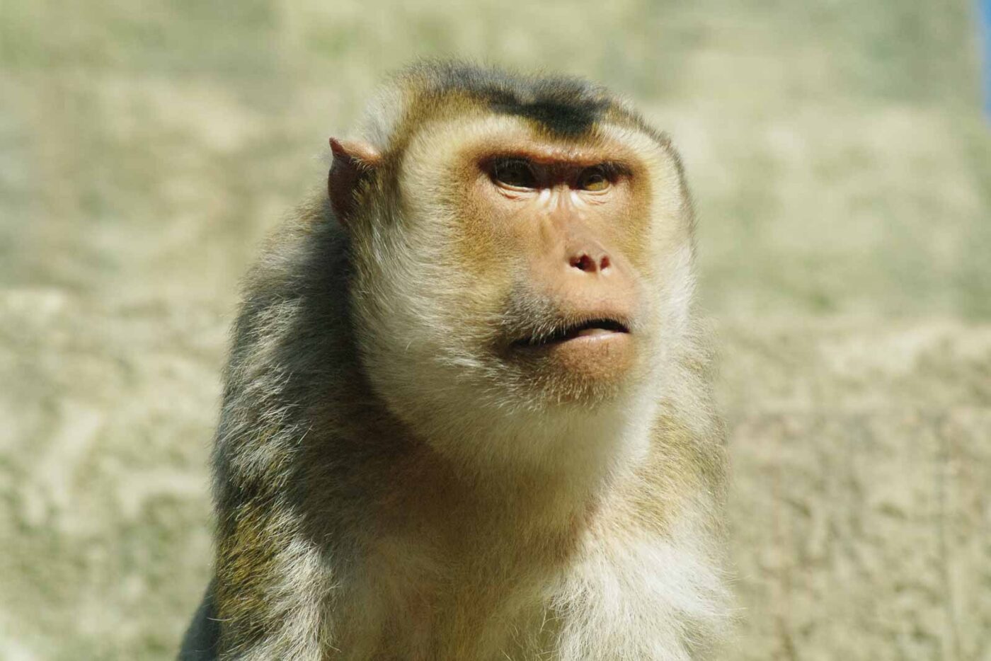 2016-08-17 - Zoo Osnabrück