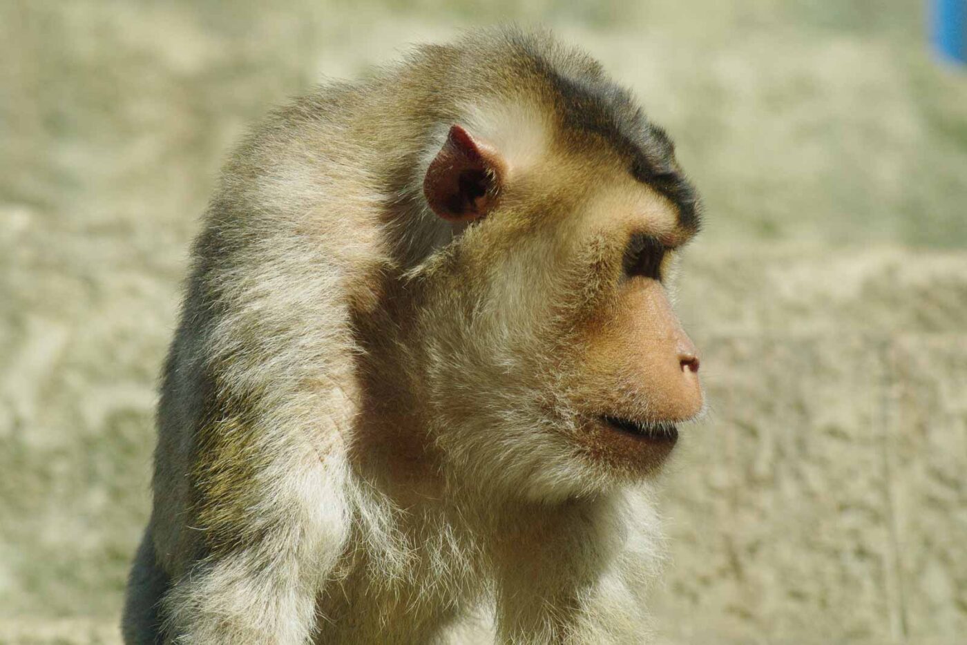 2016-08-17 - Zoo Osnabrück