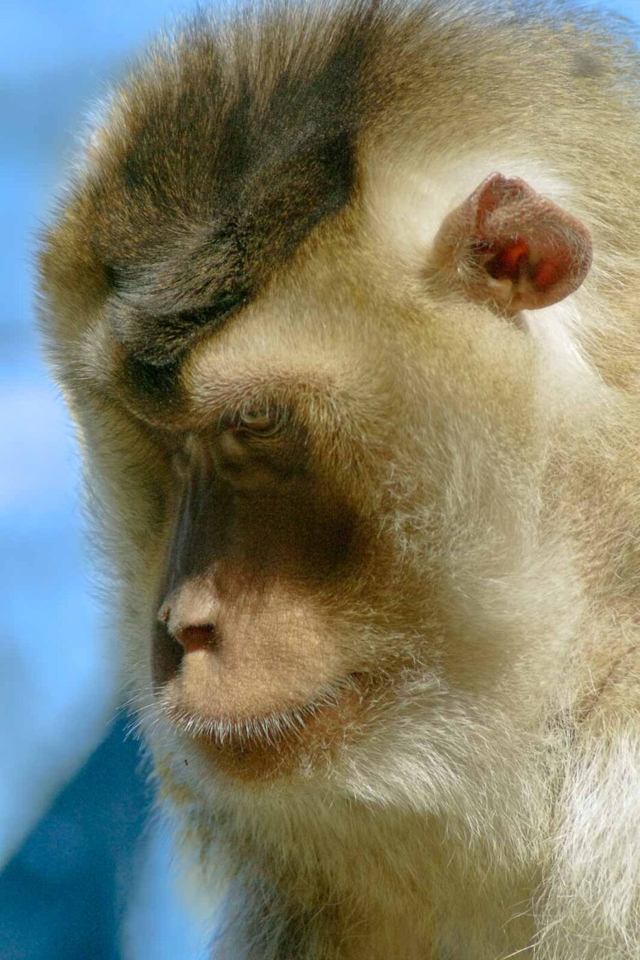2016-08-17 - Zoo Osnabrück
