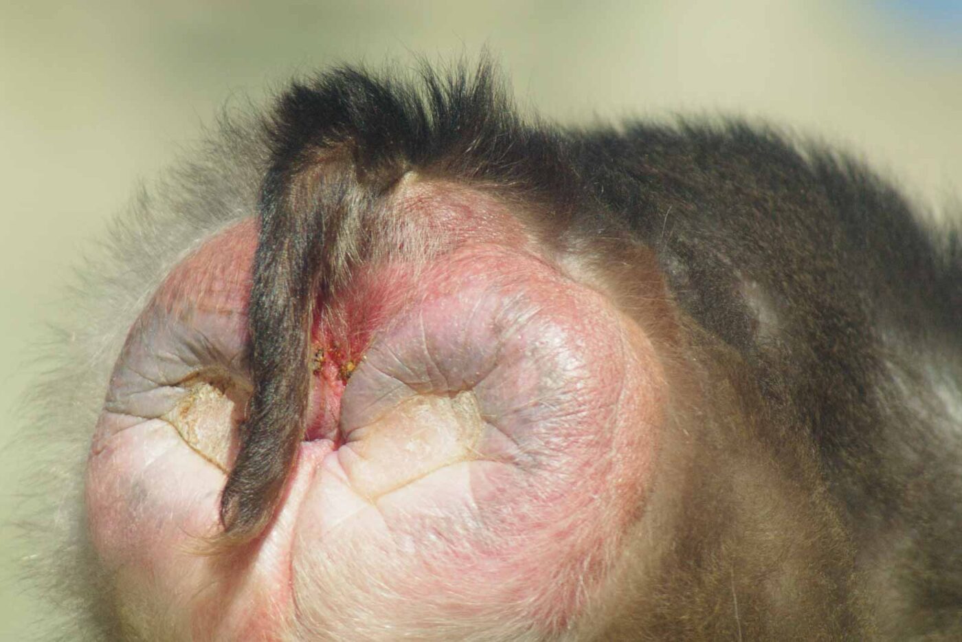 2016-08-17 - Zoo Osnabrück