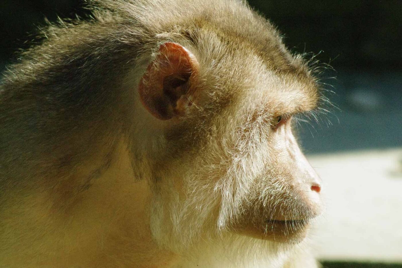 2016-08-17 - Zoo Osnabrück
