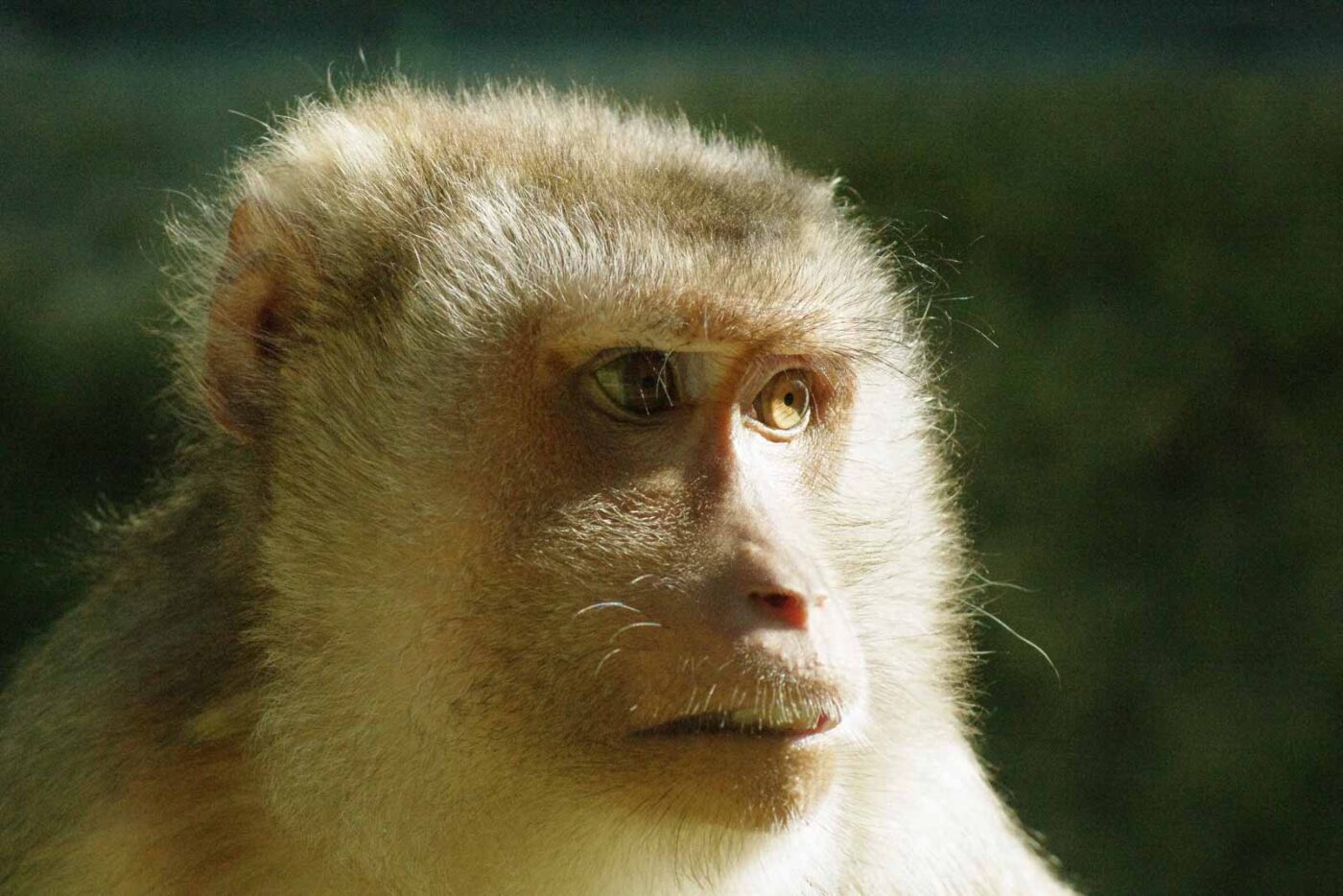 2016-08-17 - Zoo Osnabrück