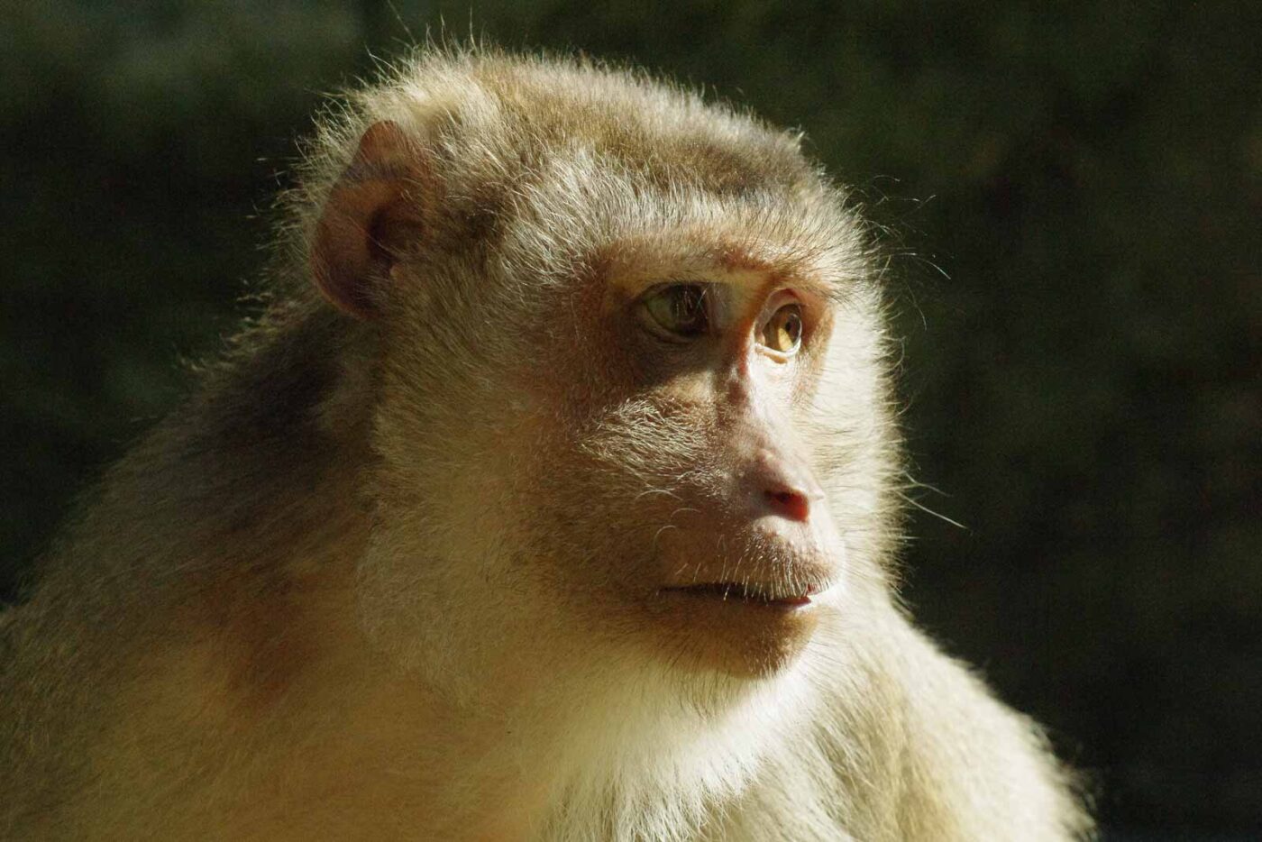 2016-08-17 - Zoo Osnabrück