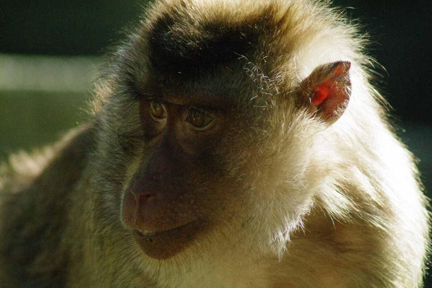 2016-08-17 - Zoo Osnabrück