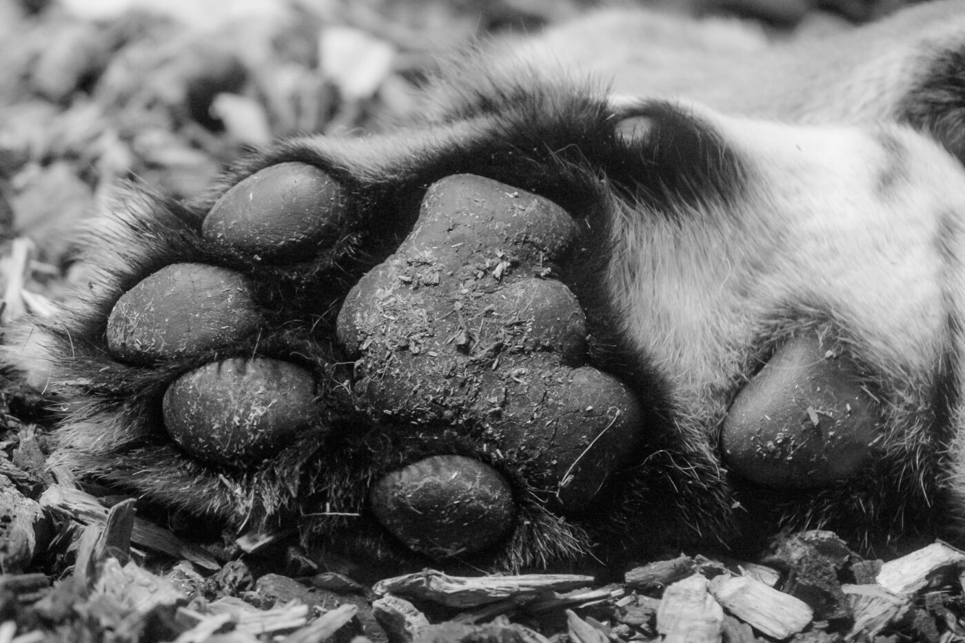 2016-08-17 - Zoo Osnabrück