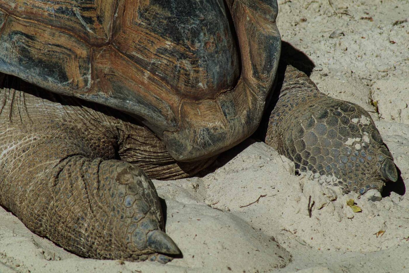2016-08-17 - Zoo Osnabrück