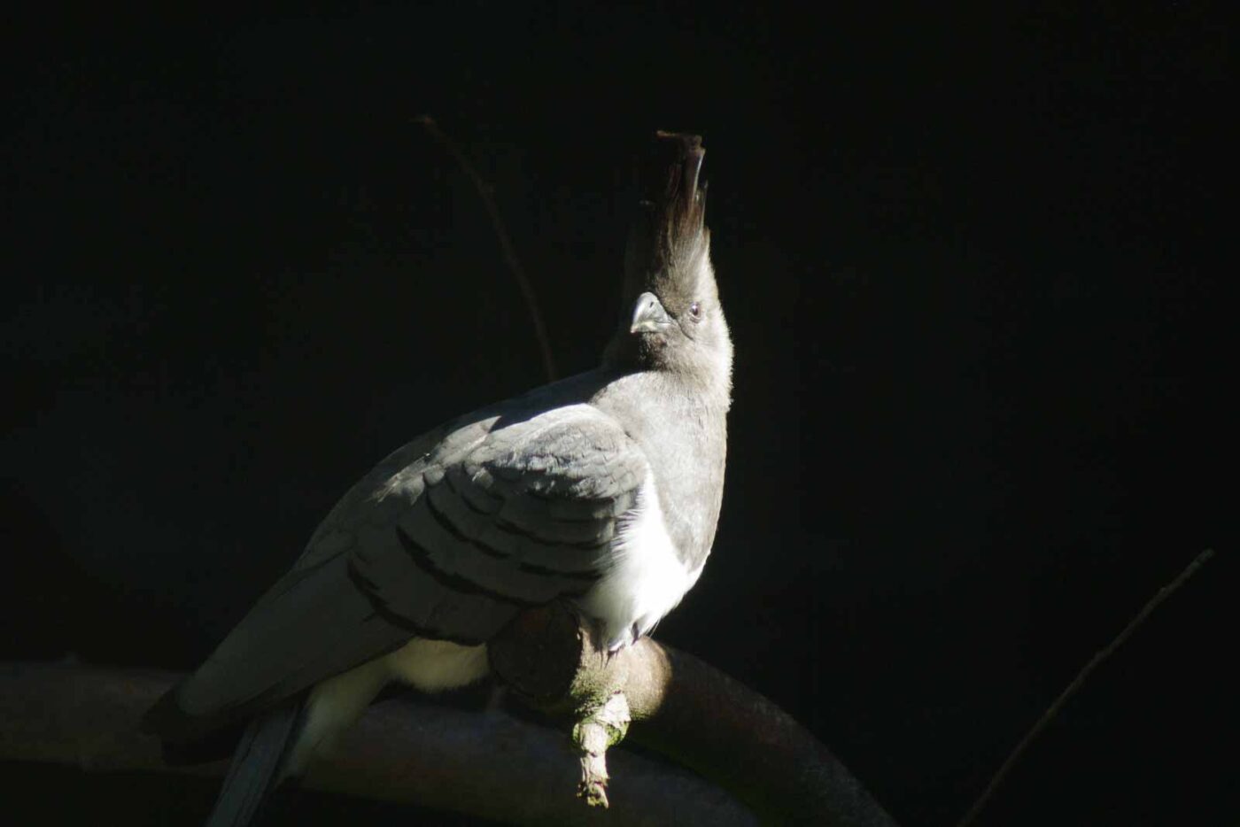 2016-08-17 - Zoo Osnabrück
