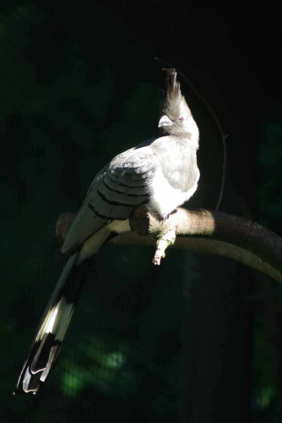 2016-08-17 - Zoo Osnabrück