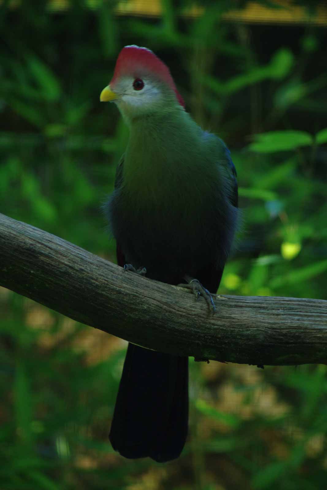 °rothaubenturako°