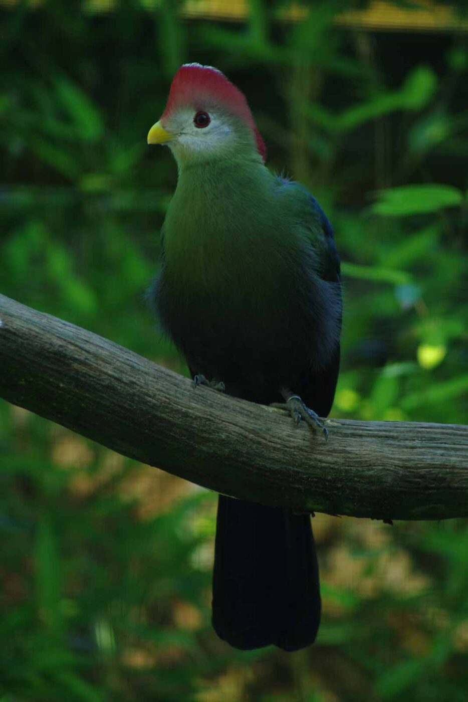 2016-08-17 - Zoo Osnabrück