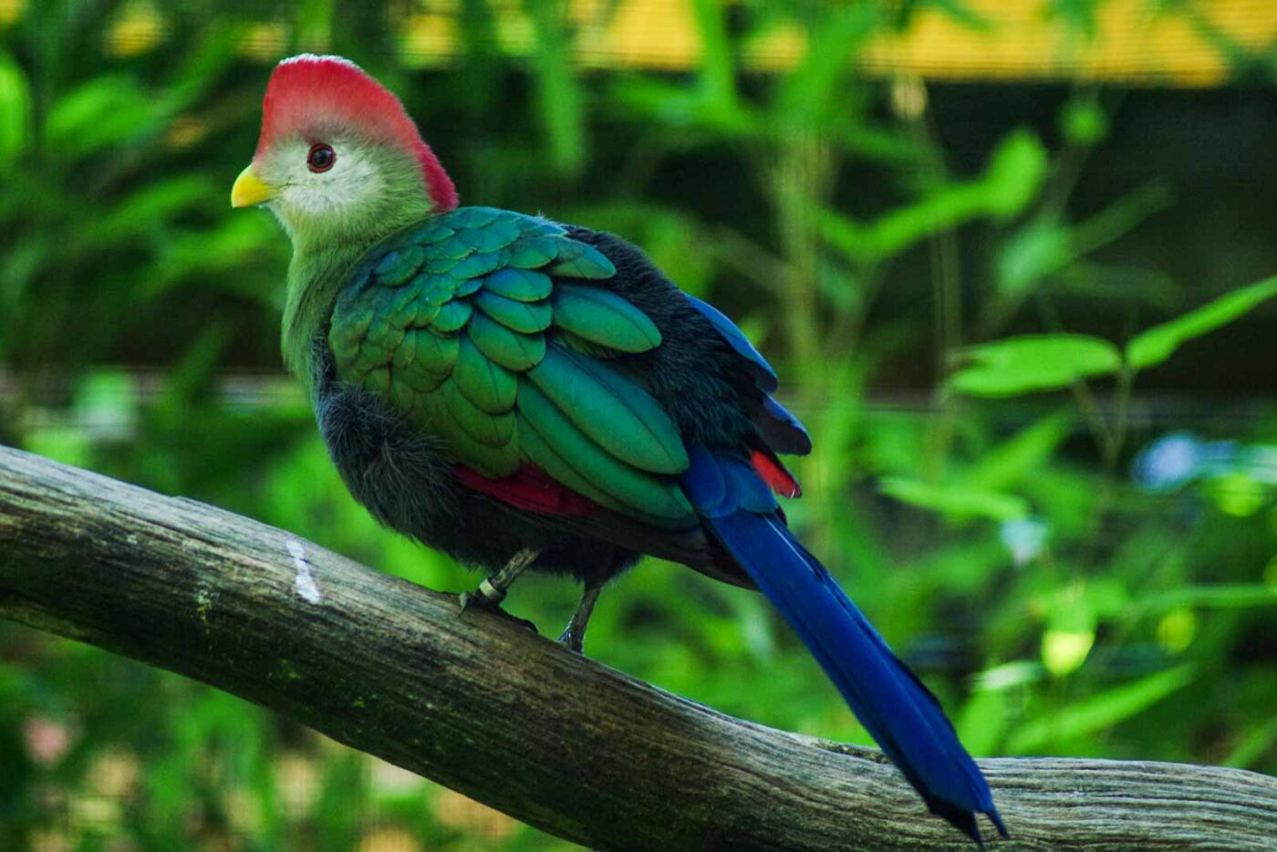 2016-08-17 - Zoo Osnabrück