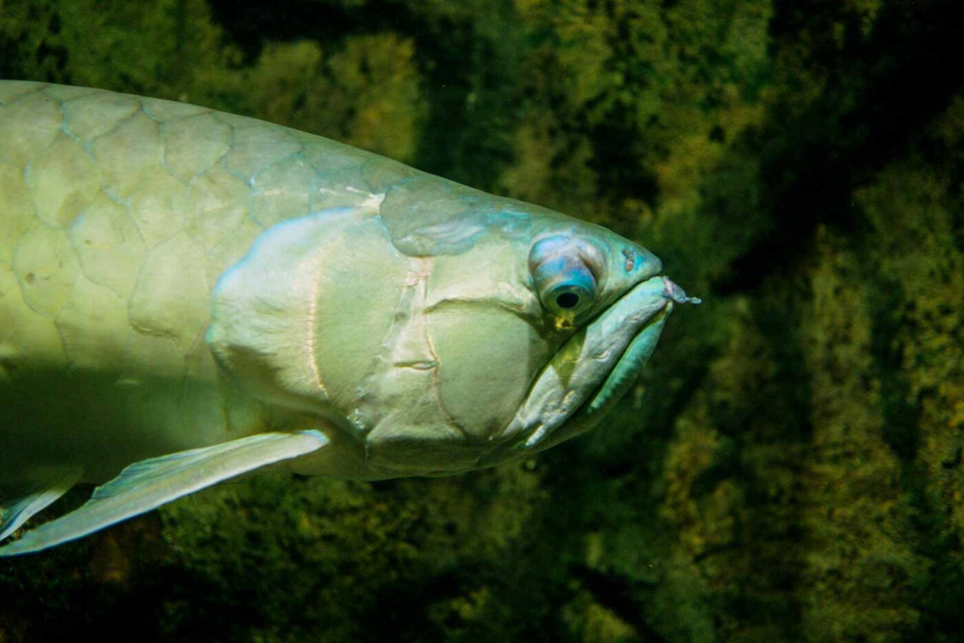 2016-08-17 - Zoo Osnabrück