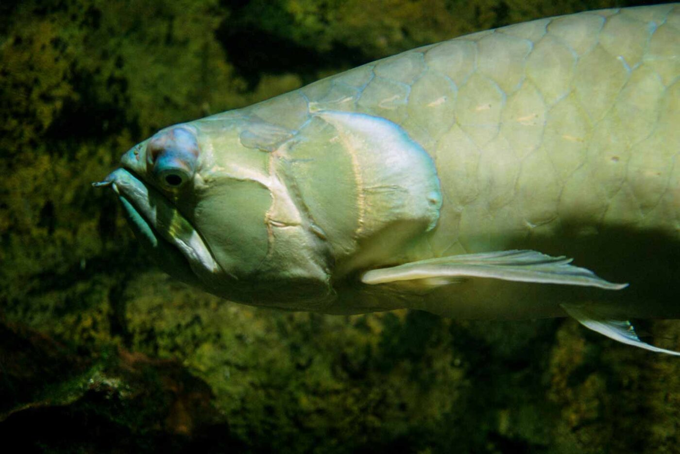2016-08-17 - Zoo Osnabrück
