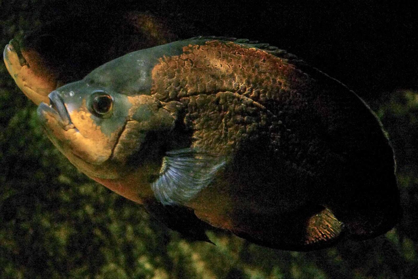 2016-08-17 - Zoo Osnabrück