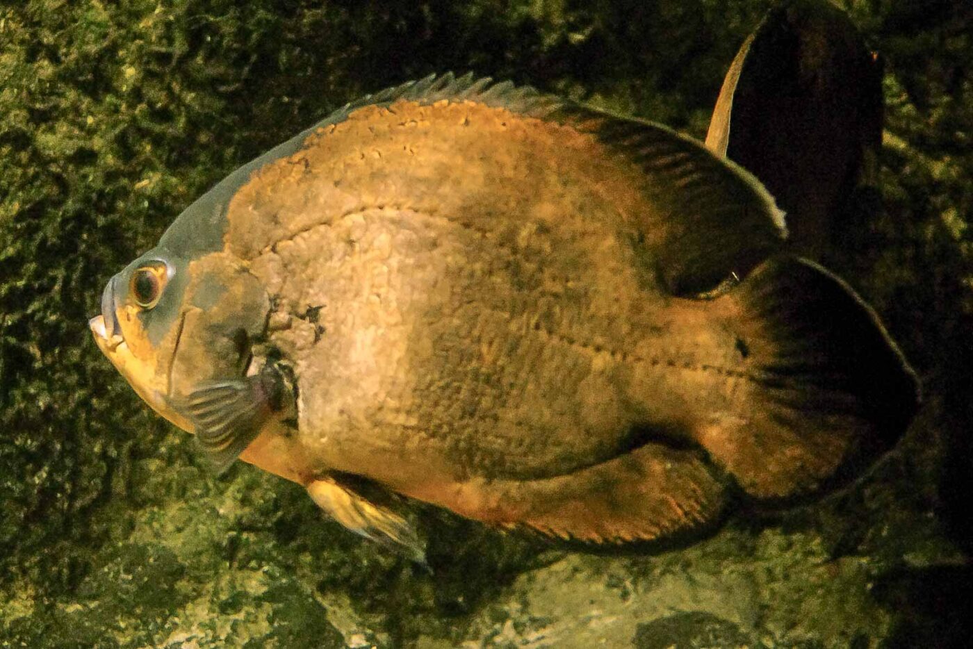 2016-08-17 - Zoo Osnabrück