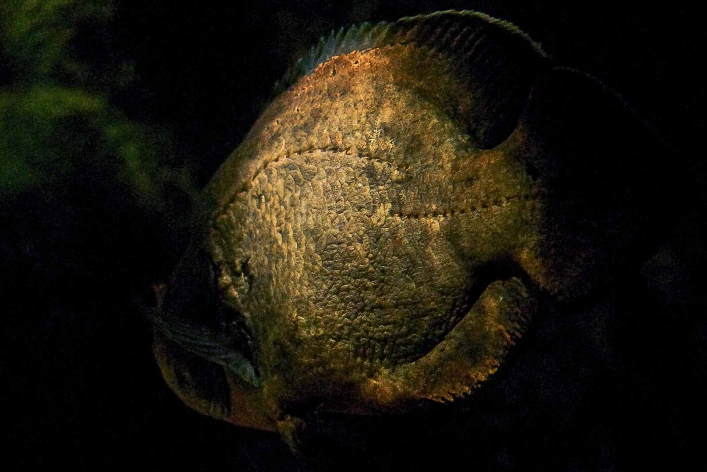 2016-08-17 - Zoo Osnabrück