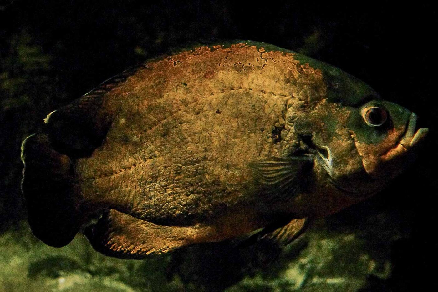 2016-08-17 - Zoo Osnabrück