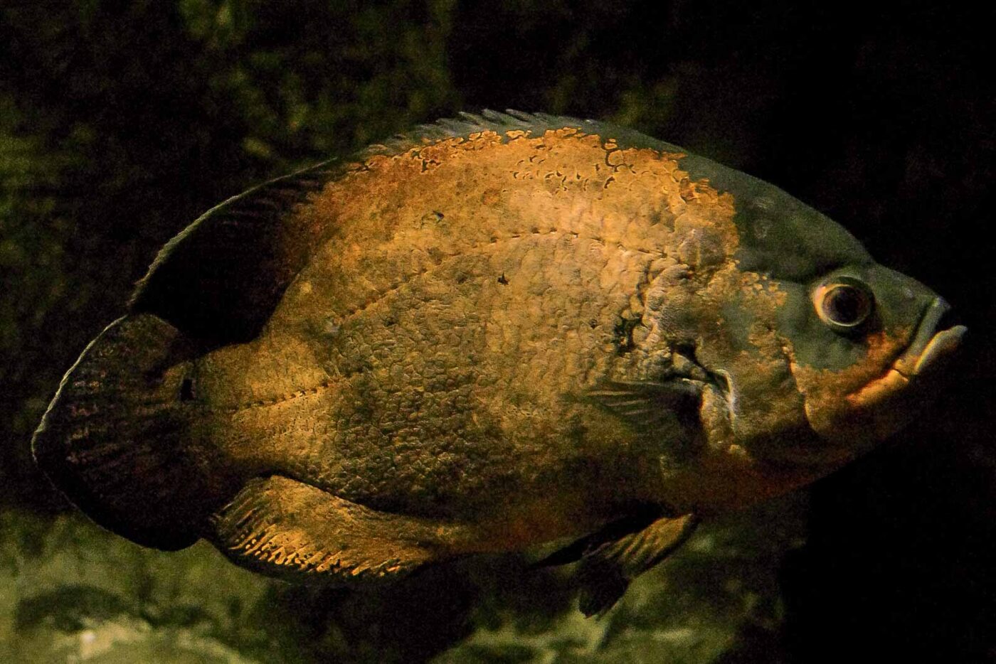 2016-08-17 - Zoo Osnabrück