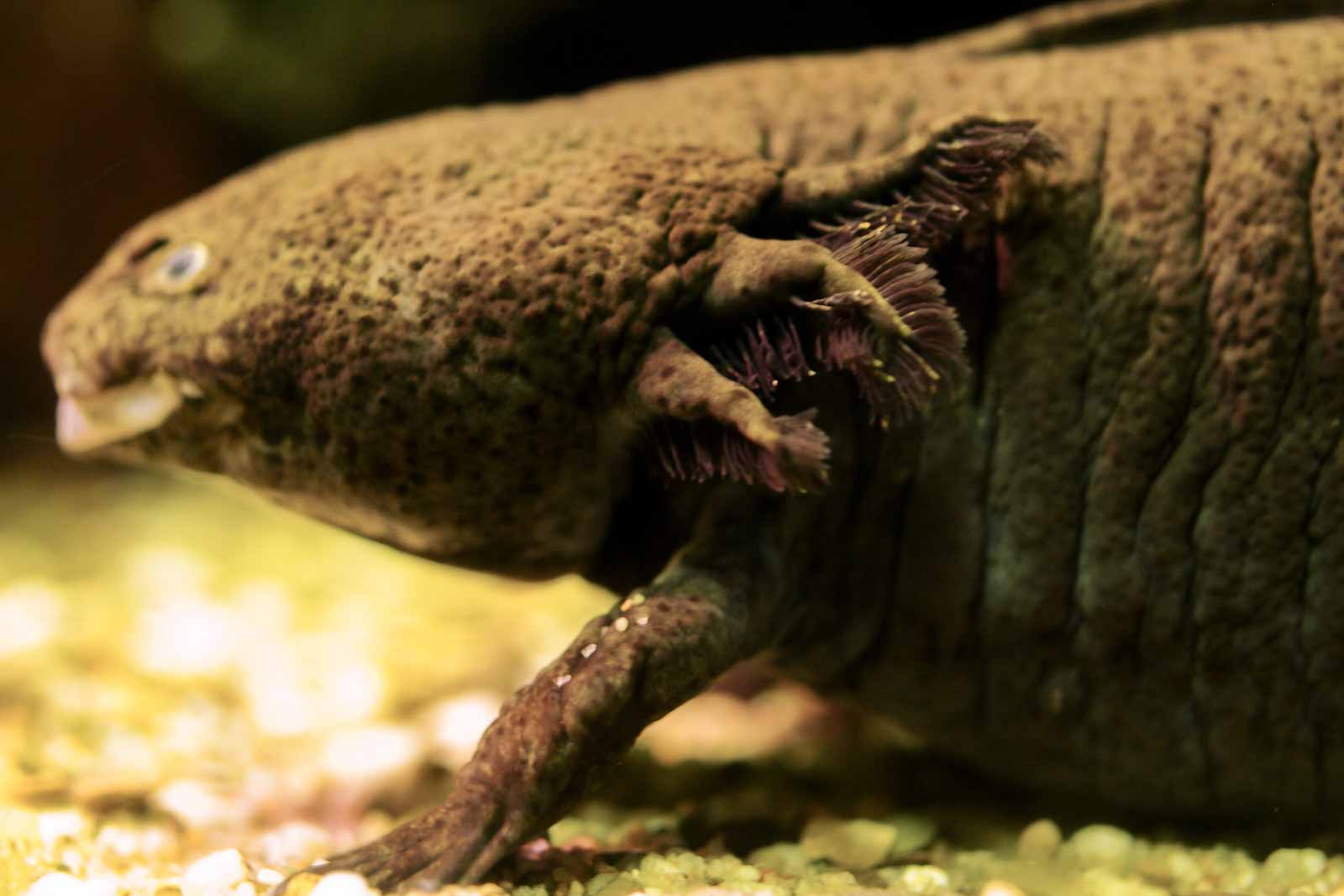 °axolotl°