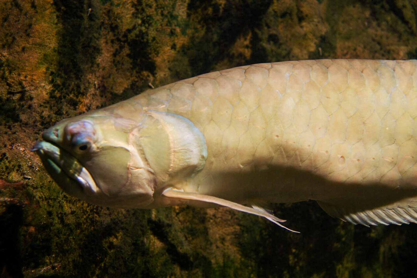 2016-08-17 - Zoo Osnabrück