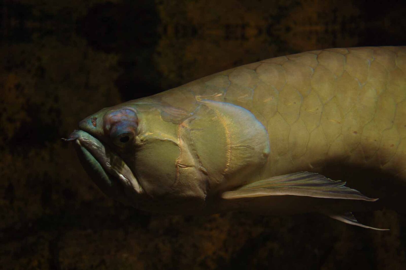 2016-08-17 - Zoo Osnabrück