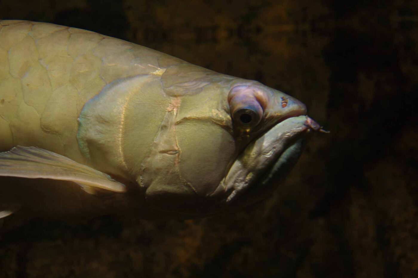 2016-08-17 - Zoo Osnabrück