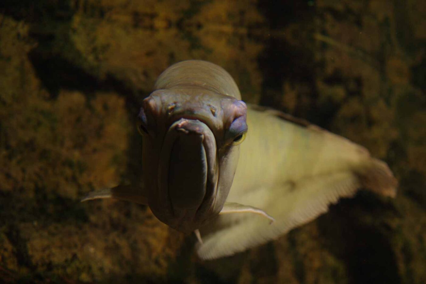 2016-08-17 - Zoo Osnabrück