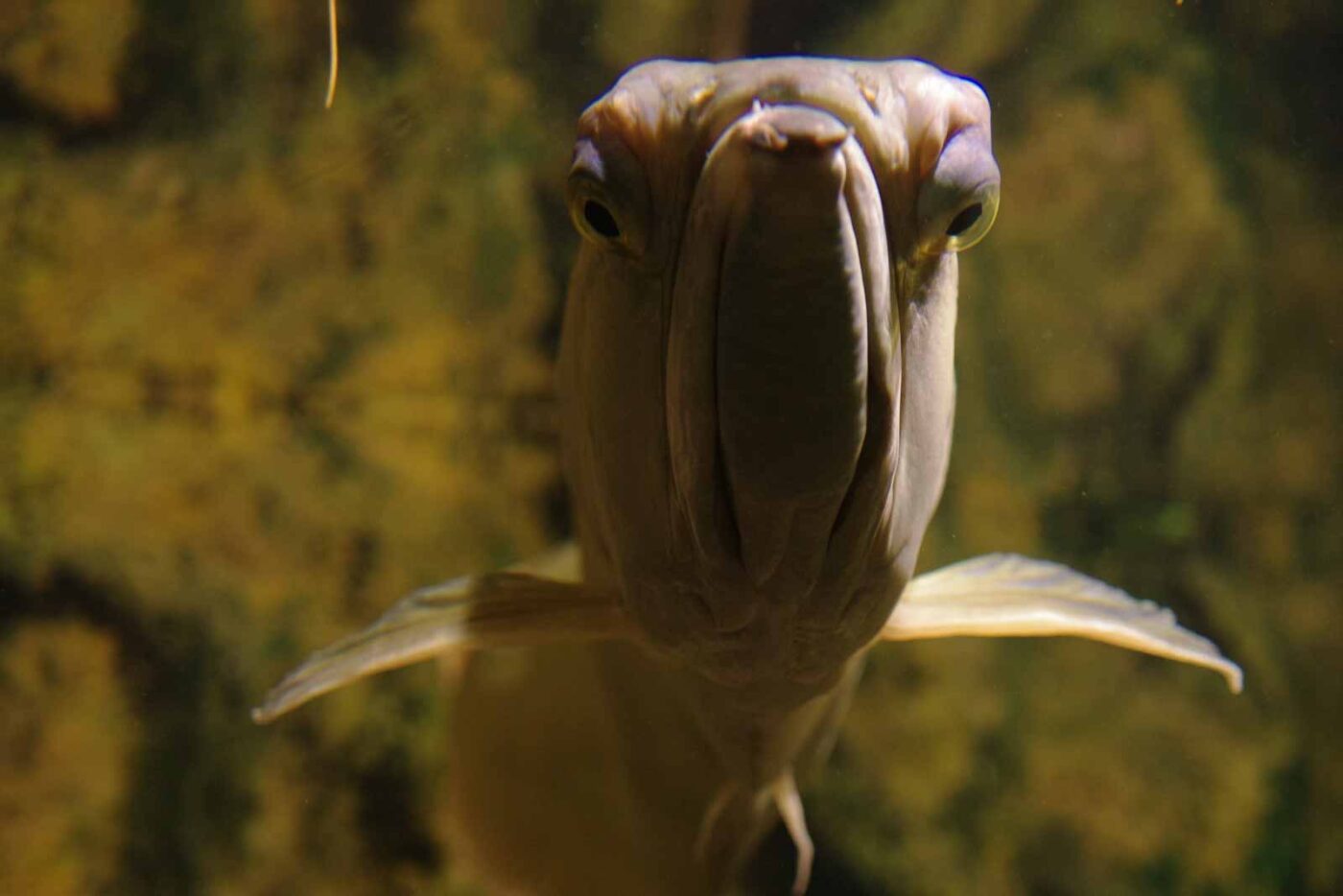 2016-08-17 - Zoo Osnabrück