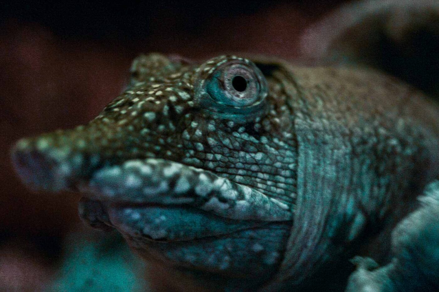 2016-08-17 - Zoo Osnabrück