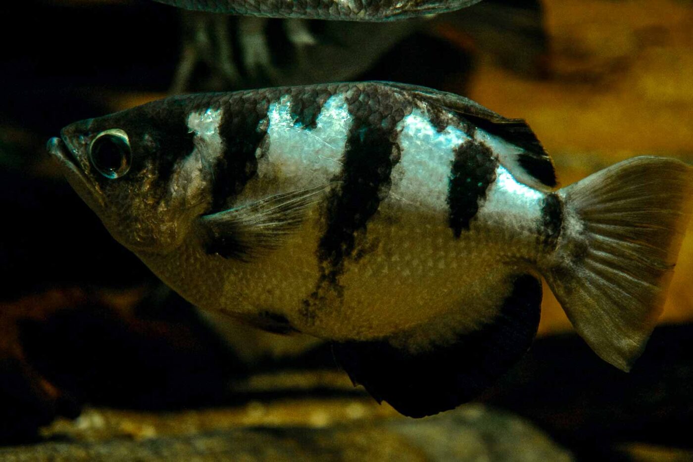 2016-08-17 - Zoo Osnabrück