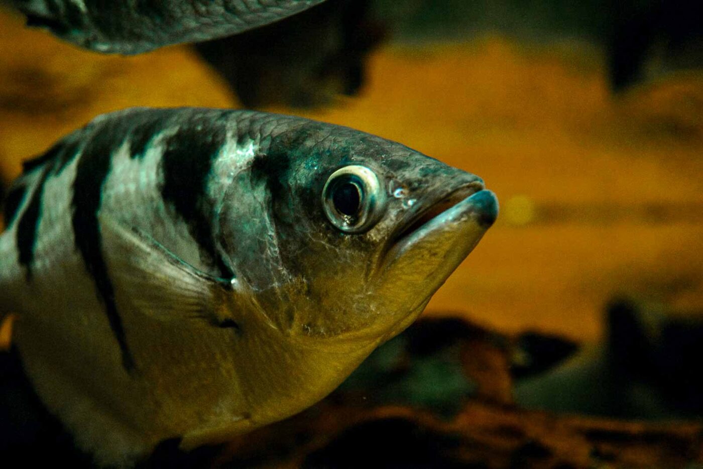 2016-08-17 - Zoo Osnabrück