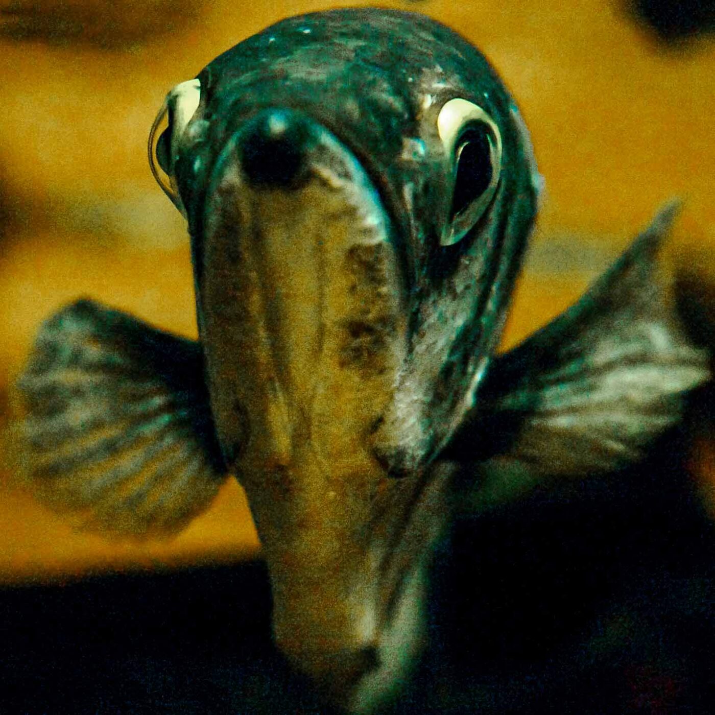 2016-08-17 - Zoo Osnabrück